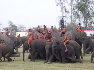งานช้าง สุรินทร์